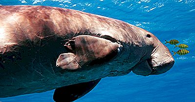 Datos De Dugong - Animales Del Océano