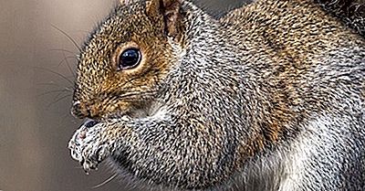 Faits Sur L'Écureuil Gris De L'Est: Animaux D'Amérique Du Nord