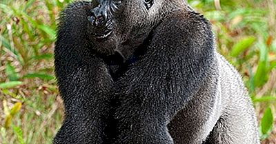 Regiones Ecológicas De La República Democrática Del Congo (Kinshasa)