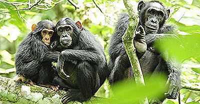 Ekologiska Regioner I Uganda
