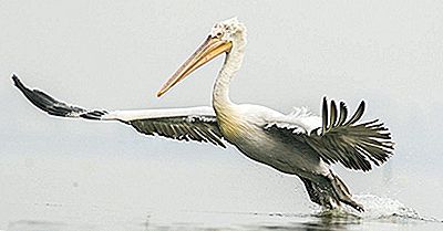 As Oito Espécies Existentes De Pelicanos