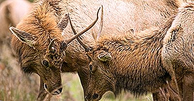 Elk Fakten: Tiere Von Nordamerika