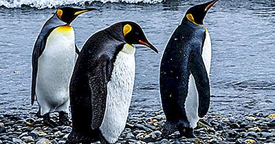 Kaiser-Pinguin-Fakten: Tiere Der Antarktis