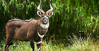 Mamíferos Ameaçados De Extinção Da Etiópia