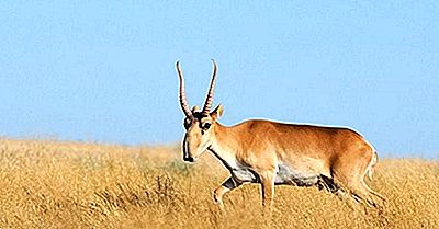 Bedreigde Zoogdieren Van Kazachstan