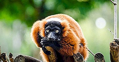 Endemiske Dyr Av Madagaskar
