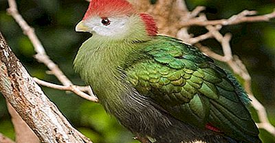 Endemische Vögel Von Angola