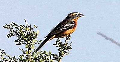 Endemiske Fugler I Argentina