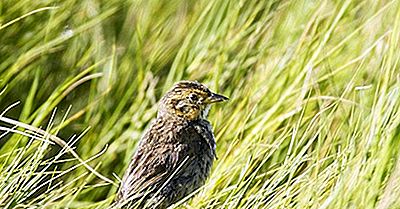 Endemische Vögel Der Vereinigten Staaten