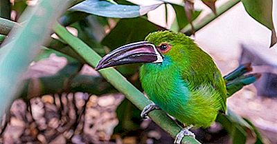 Endemische Vögel Von Venezuela