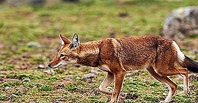 Etiopiske Wolf Fakta - Dyr I Afrika