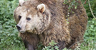 Eurasian Bear Facts: Dyr I Europa