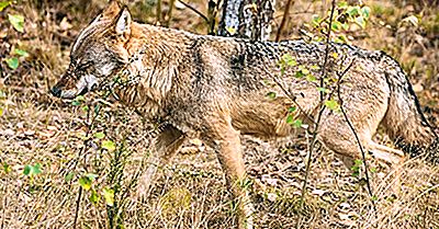 Eurasian Wolf Fakten: Tiere Europas