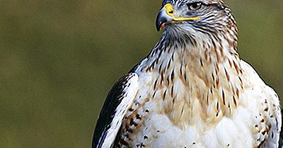 Ferruginous Hawk: Dyr I Nord-Amerika