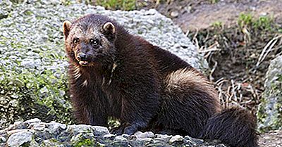 Cele Mai Amenințate Mamifere Din Finlanda