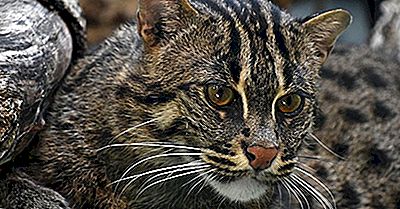 Die Fünf Katzenarten Der Prionailurus-Gattung