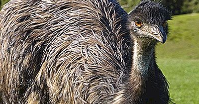 Flugunfähige Vögel Aus Der Ganzen Welt