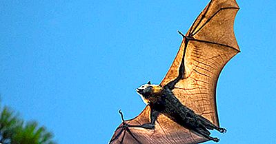 Flying Foxes: The Largest Bats In The World