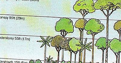 Strati, Storie E Stratificazioni Forestali