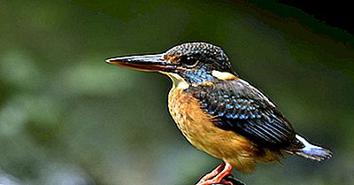 Le Quattro Specie Di Martin Pescatore Gravemente Minacciate Di Estinzione