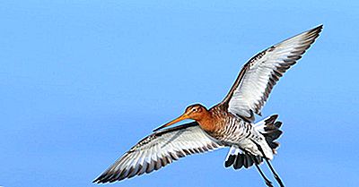 Les Quatre Espèces De Godwits Vivant Dans Le Monde Aujourd'Hui