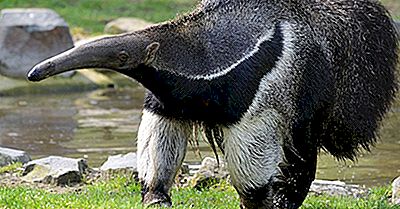 De Fyra Typerna Av Anteaters