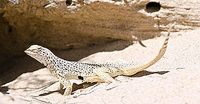 Fringe-Toed Lizard Fakta: Dyr I Nordamerika