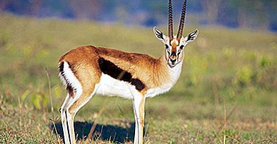 Gazelle-Feiten - Animals Of The World