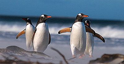 Gentoo Penguin Fakta: Antarktis Djur