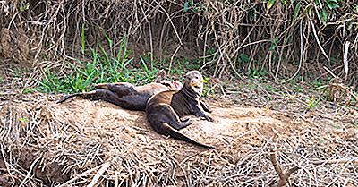 Giant Otter Facts - Djur I Sydamerika