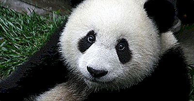 Datos De Panda Gigante - Animales De Asia