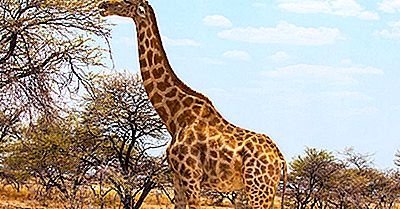 Giraf Fakta - Dyr I Afrika