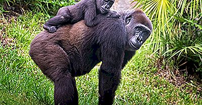 Fatos Do Gorila - Animais De África