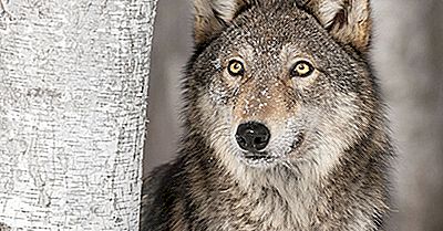 O Lobo Cinzento: Animais Da América Do Norte