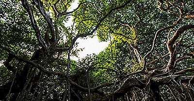 The Great Banyan Tree Of India