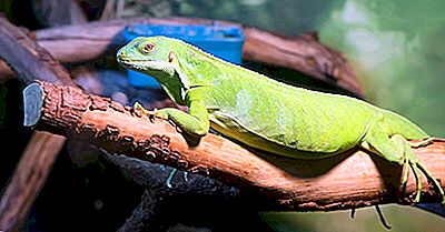 Datos Sobre La Iguana Verde: Animales De América Del Norte