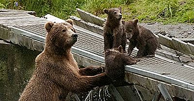 Grizzly Bear Fakta: Dyr I Nord-Amerika