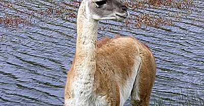 Fatos Guanaco: Animais Da América Do Sul