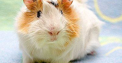 Meerschweinchen - Tiere Der Welt