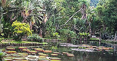 Habitat Ed Ecosistemi Del Brasile