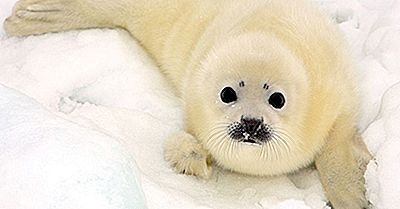 Fatos Do Selo Da Harpa: Animais Do Ártico