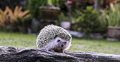 Hedgehog Facts - Animals Of The World