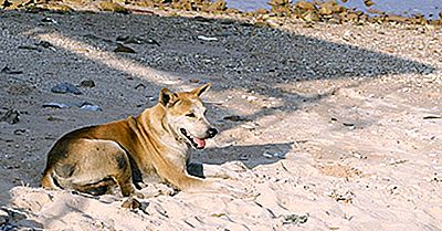 Hvor Mange Hunde Er Der I Verden?