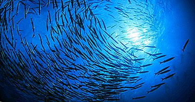 Cât De Multe Pești Trăiesc În Ocean?
