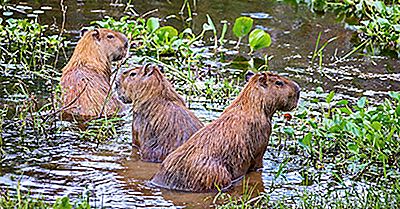 ¿Cuántas Especies De Capibaras Hay?