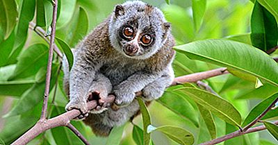 Combien D'Espèces De Loris Lents Vivent Dans Le Monde Aujourd'Hui?