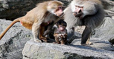 Quantos Tipos De Babuínos Existem? Onde É Que Eles Vivem?