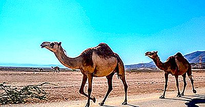 ¿Cuántos Tipos De Camellos Viven En El Mundo Hoy?
