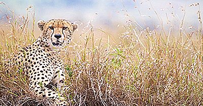Hvor Mange Typer Cheetahs Er Der?