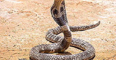 ¿Cuántos Tipos De Cobras Hay? ¿Qué Especies Son Más Venenosas?